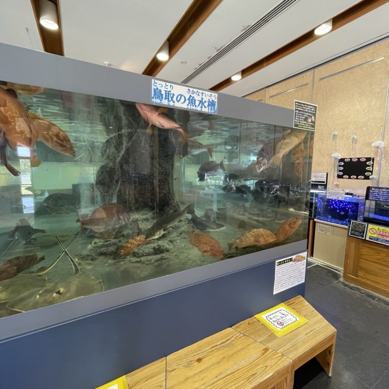とっとり賀露かにっこ館に展示される鳥取の魚の水槽