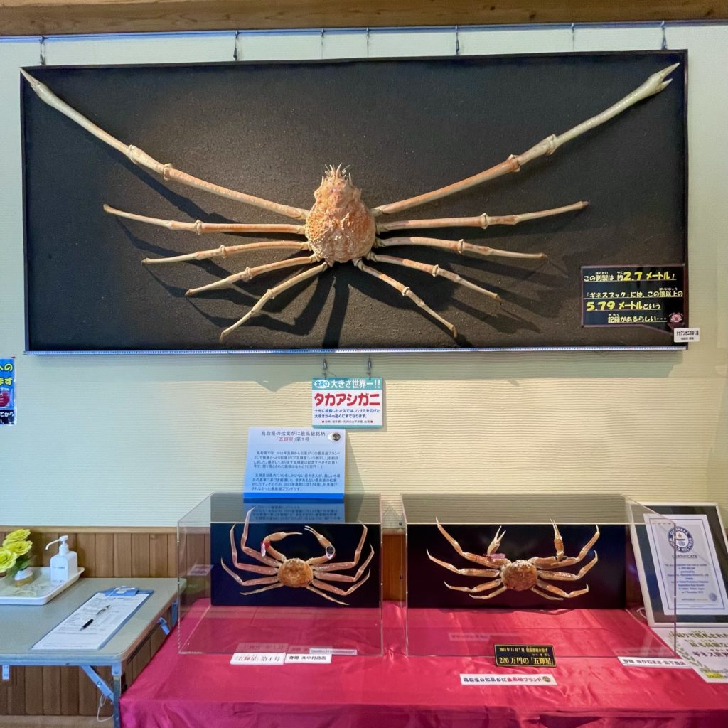 とっとり賀露かにっこ館に展示される巨大なタカアシガニのはく製