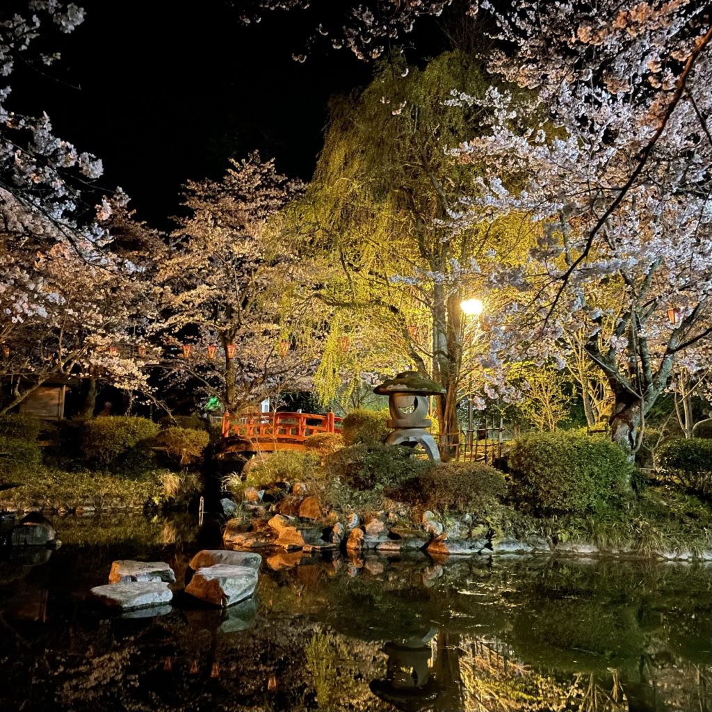 打吹公園の日本庭園の世桜のライトアップ