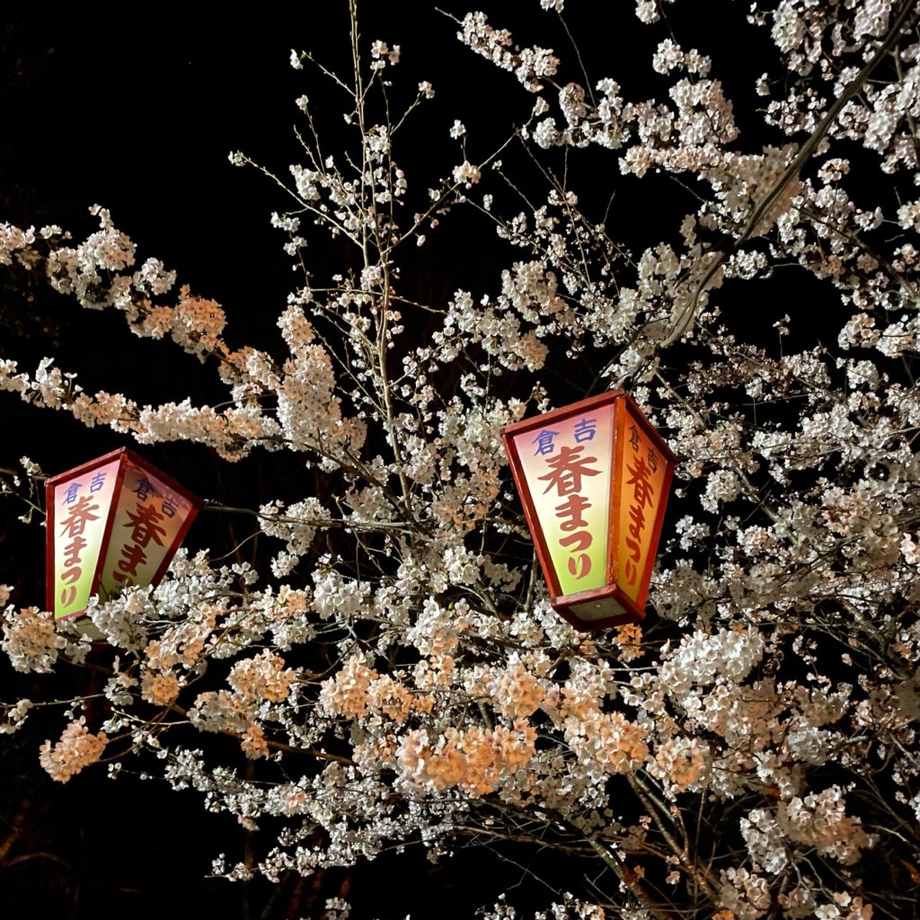 打吹公園の日本庭園の世桜のライトアップでともされる倉吉春まつりぼんぼり提灯