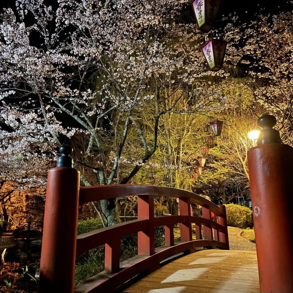 打吹公園の日本庭園の世桜のライトアップで池にかかる橋