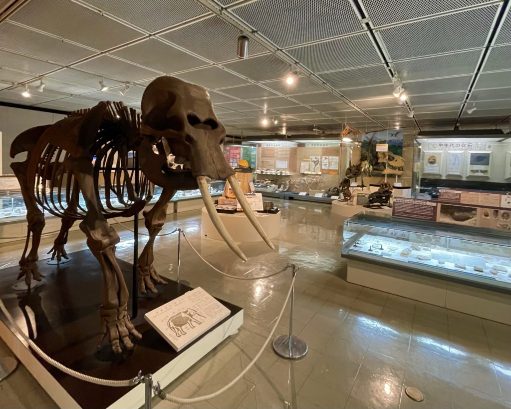鳥取県立博物館に展示されるマンモスの標本