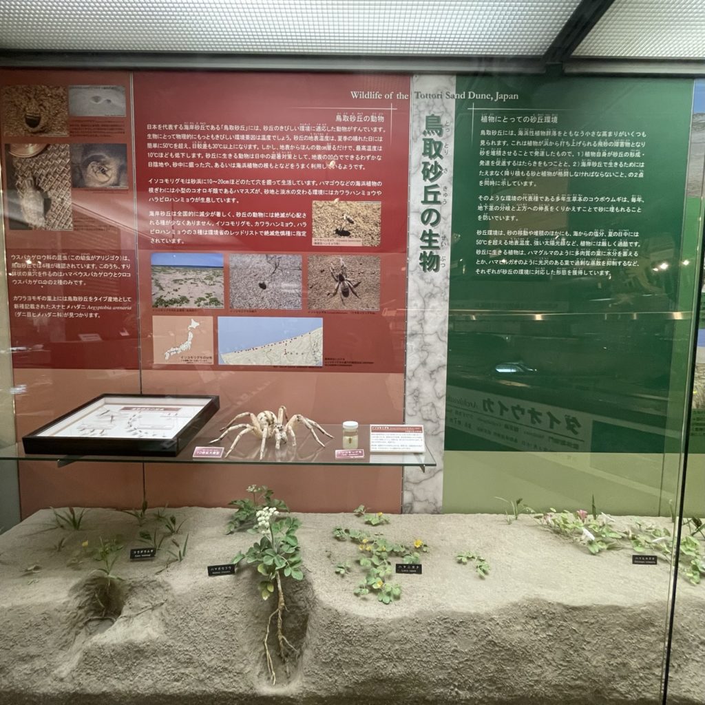 鳥取県立博物館に展示される鳥取砂丘の生物