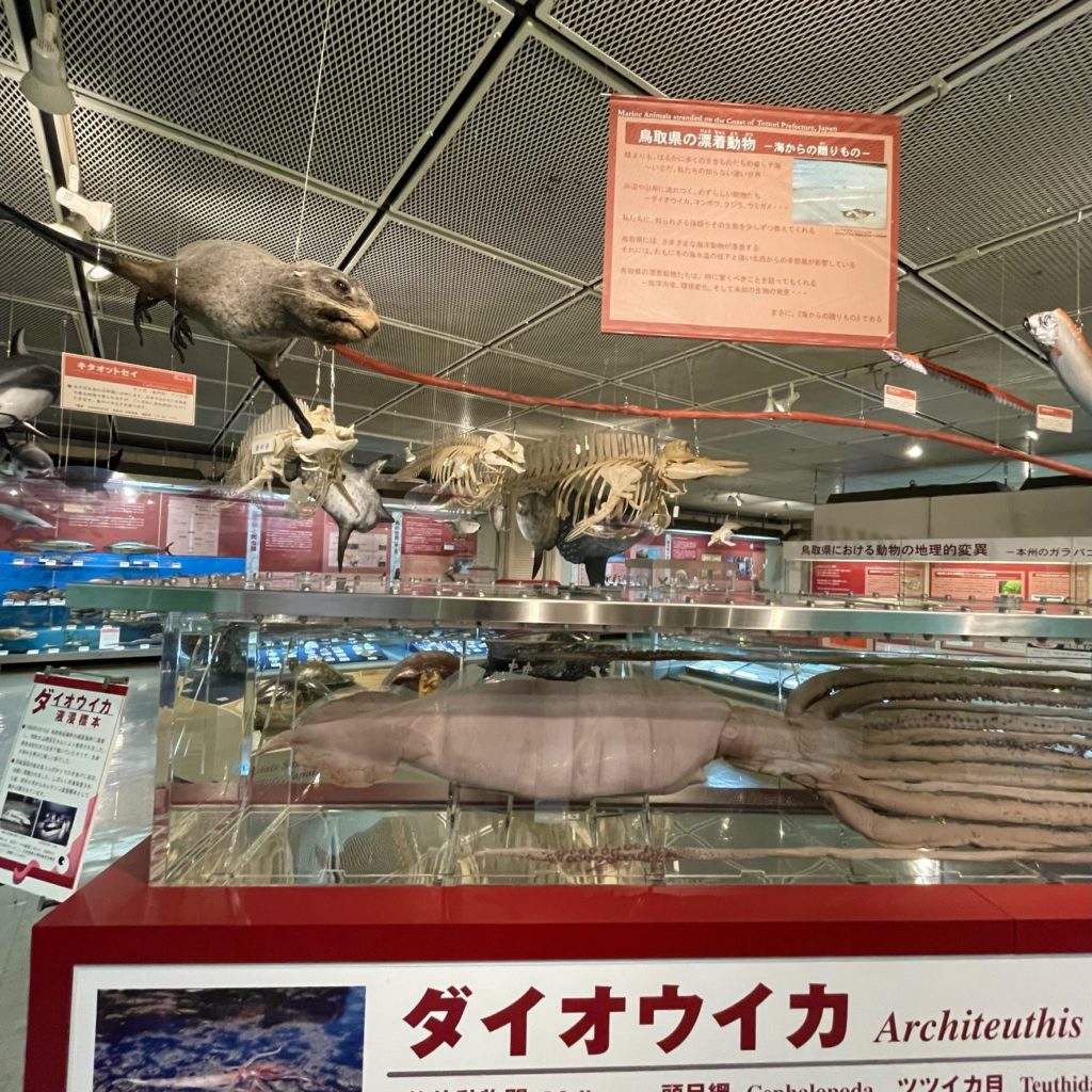鳥取県立博物館に展示されるダイオウイカのはく製
