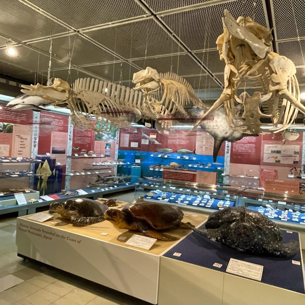鳥取県立博物館に展示される海洋生物の標本