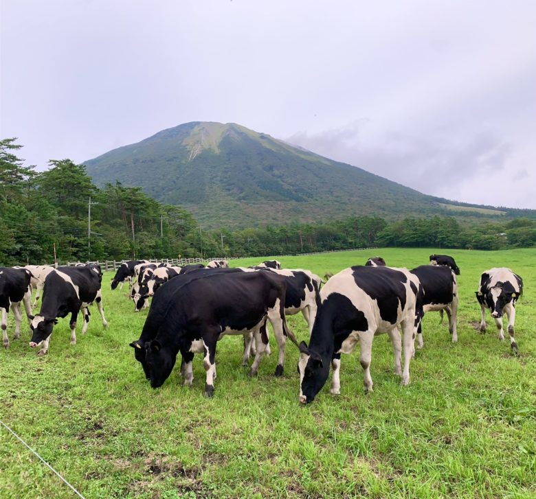 大山まきばみるくの里から見る左右対称の大山と放牧されたアップの牛たち