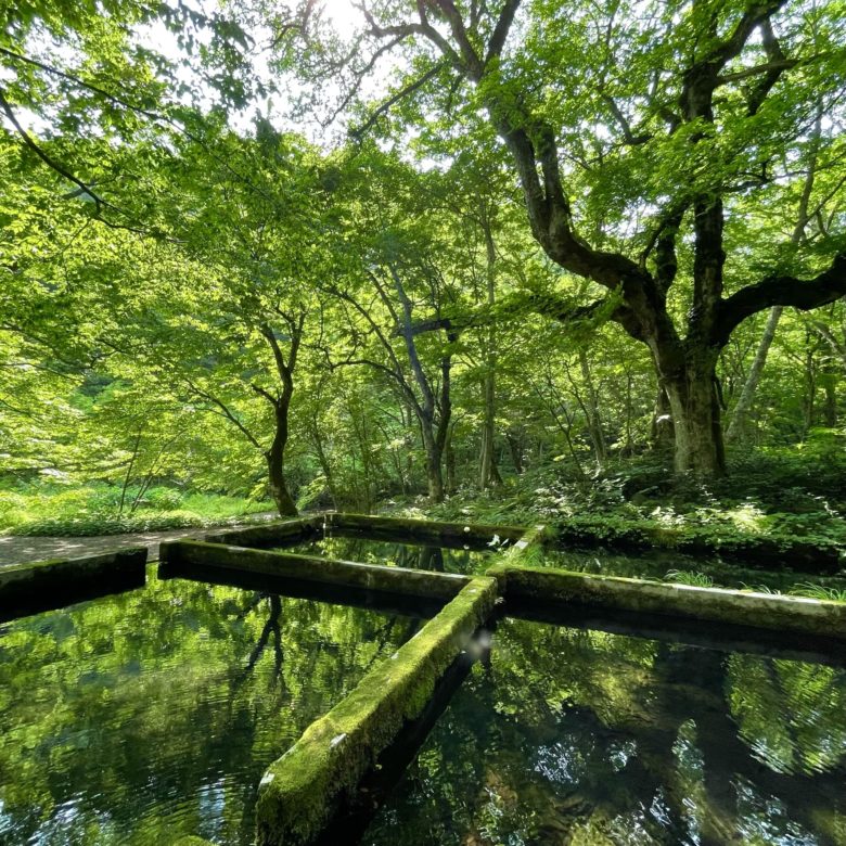 木谷沢渓流の木々が反射するため池