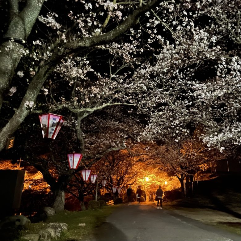 鳥取の鹿野城跡公園の夜桜と提灯のライトアップ