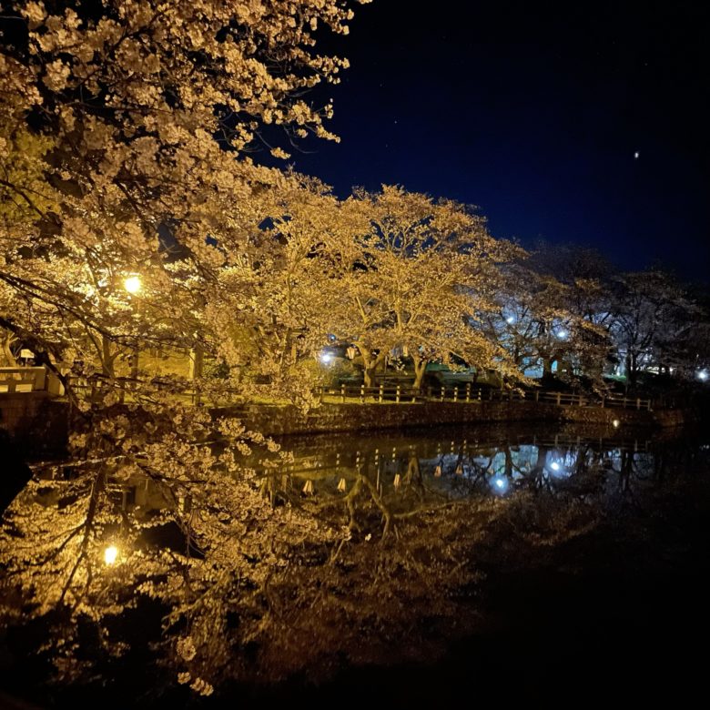 鳥取の鹿野城跡公園の夜桜ライトアップ