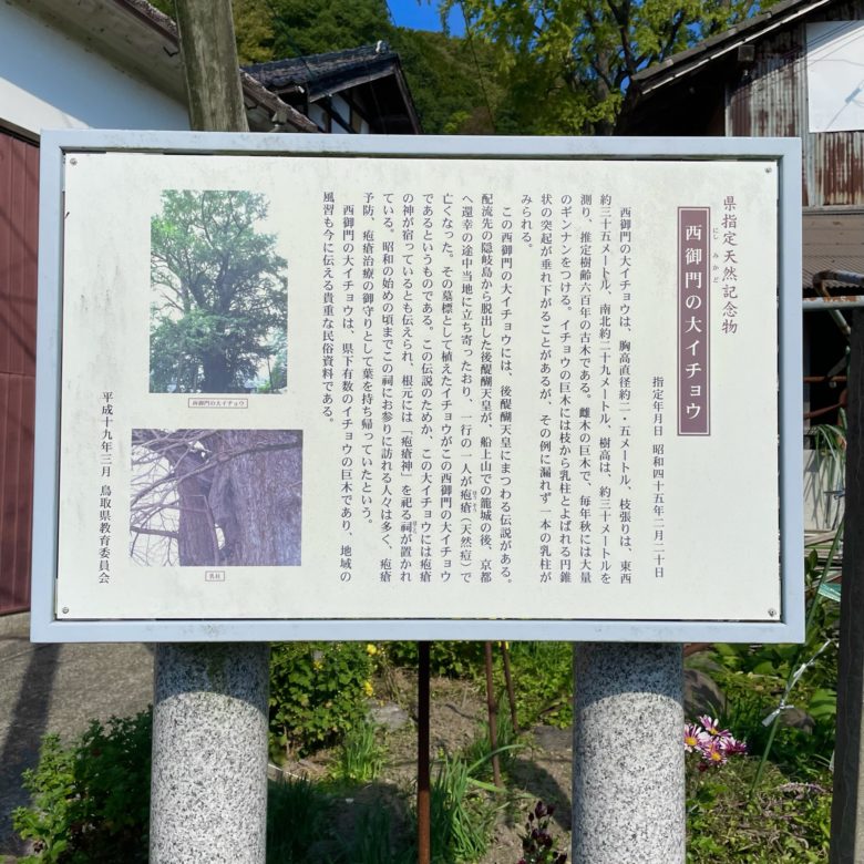 鳥取県八頭町の仁王堂（西御門）の大イチョウの歴史の案内看板