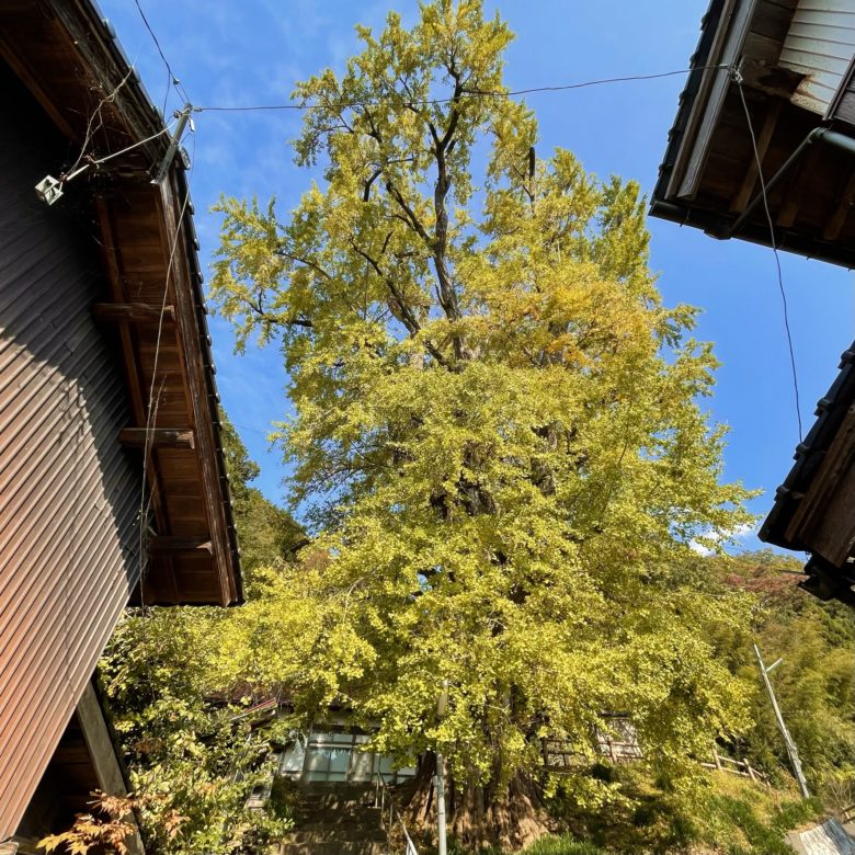 鳥取県八頭町の仁王堂（西御門）の大イチョウの黄色く紅葉するイチョウの木