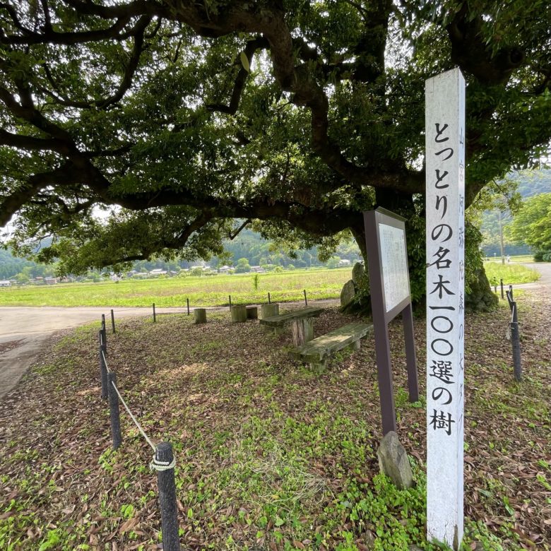 鳥取の山宮阿弥陀森大タブノキのとっとり名木１００選の樹の看板
