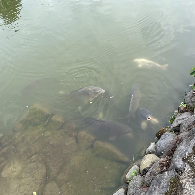 鳥取の鹿野城跡公園の池で泳ぐ鯉