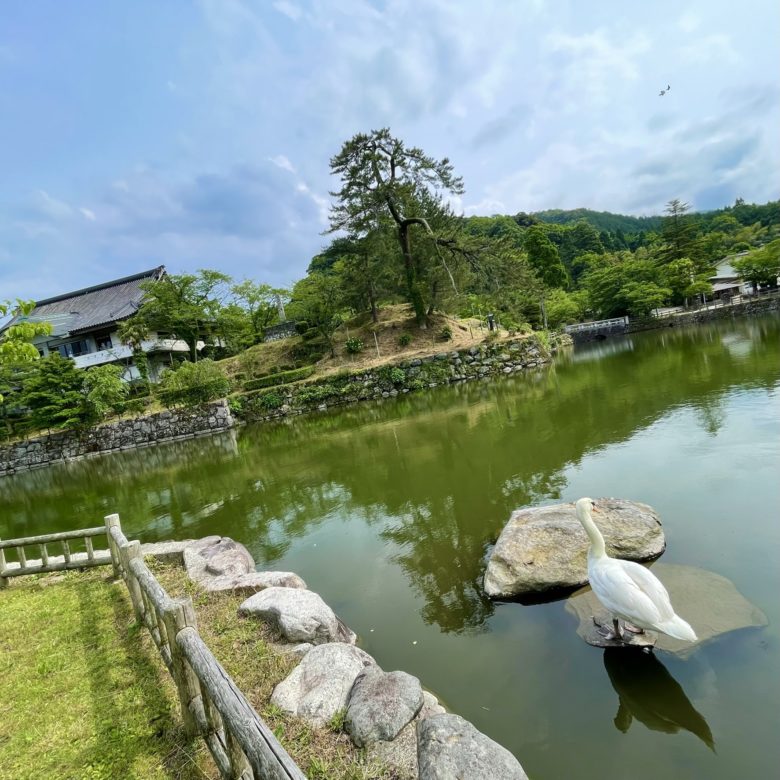 鳥取の鹿野城跡公園の池と鳥