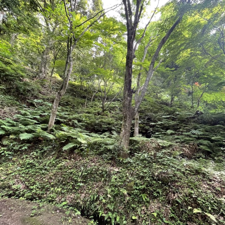 鳥取の城山神社の登山道
