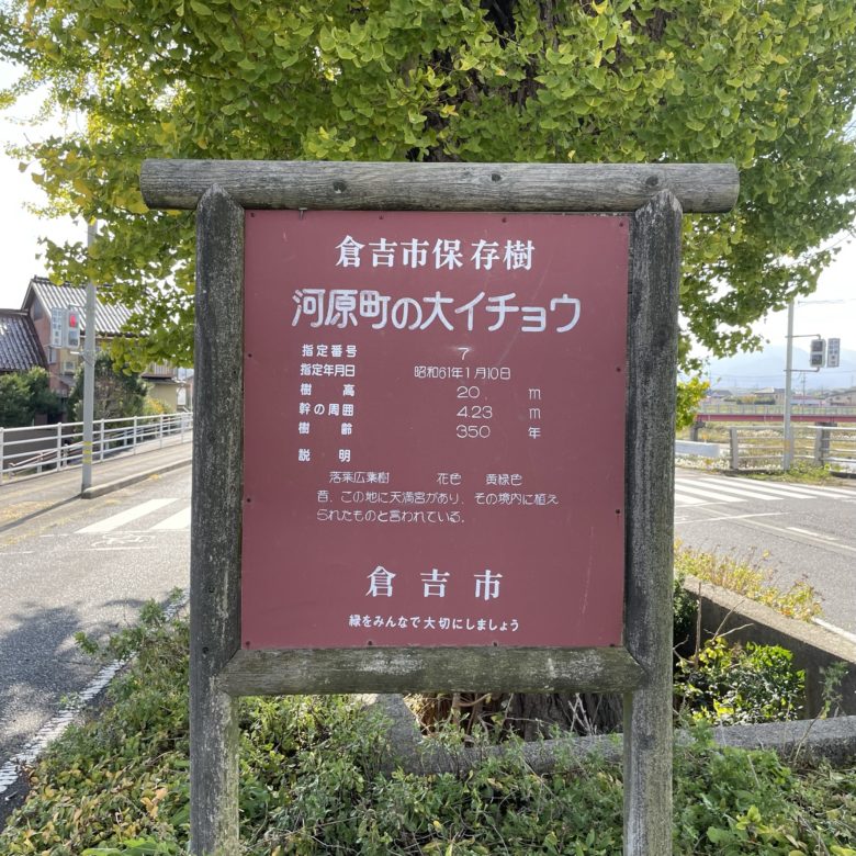 鳥取の河原町の大イチョウの樹齢、樹高、幹の周囲の情報案内
