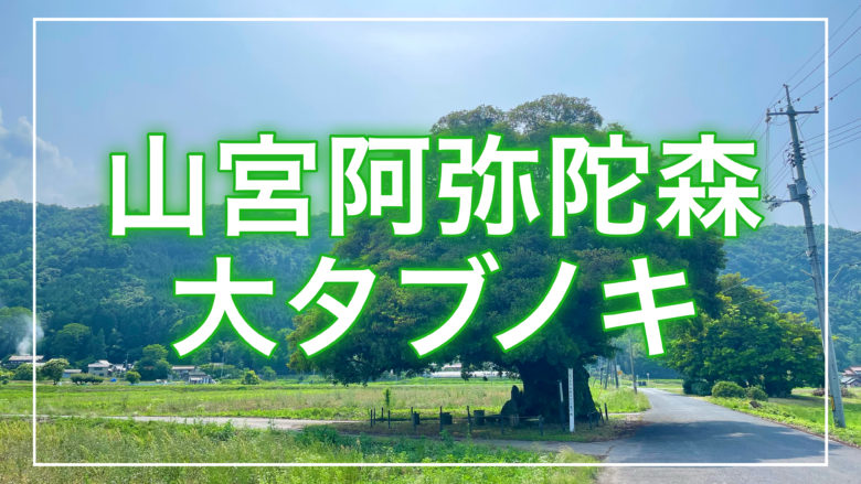 鳥取とりっぷの山宮阿弥陀森大タブノキの記事のトップ画面